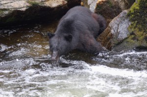 Poised to catch a salmon